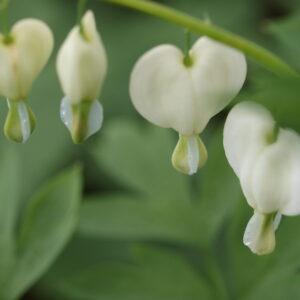Dicentra White Common Bleeding Heart