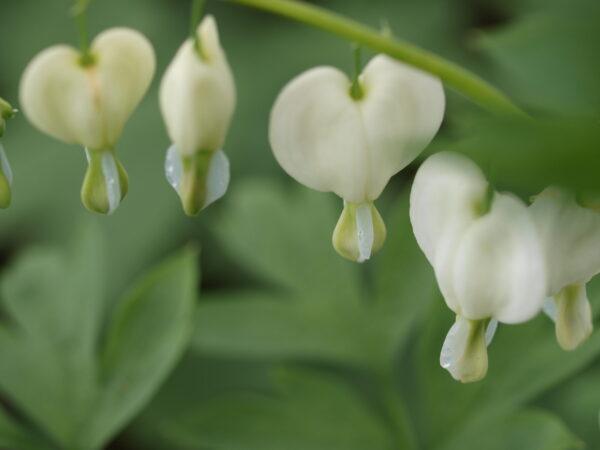 Dicentra White Common Bleeding Heart