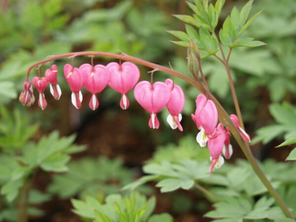 Dicentra Pink Common Bleeding Heart