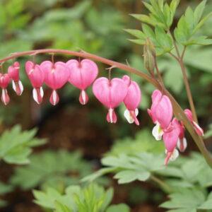 Dicentra Pink Common Bleeding Heart