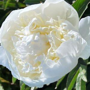 Peony Duchesse de Nemours