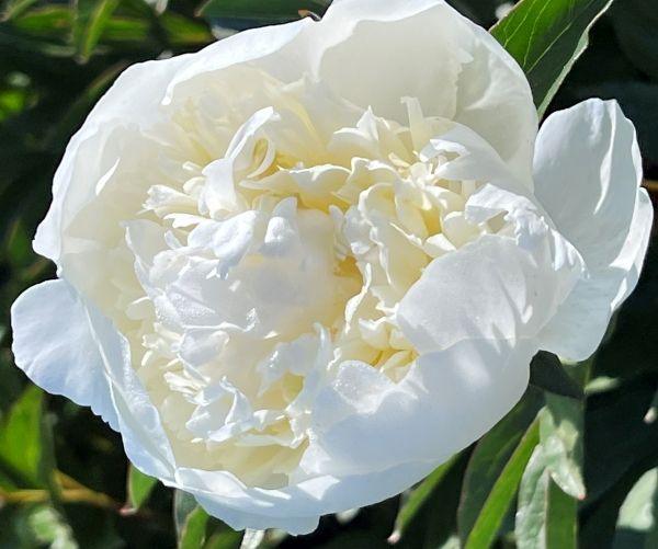 Peony Duchesse de Nemours