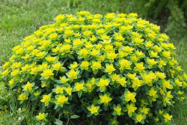 Euphorbia Cushion Spurge