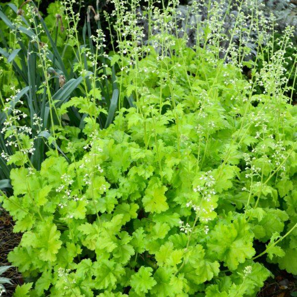 Heuchera Lime Ricky Coral Bells