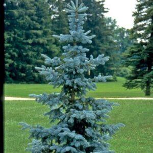 Hoopsii Spruce