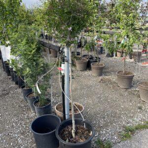 Miss Kim Lilac Top Grafted