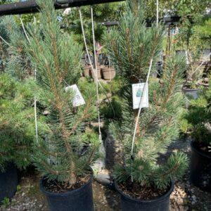 Tannenbaum Mugo Pine