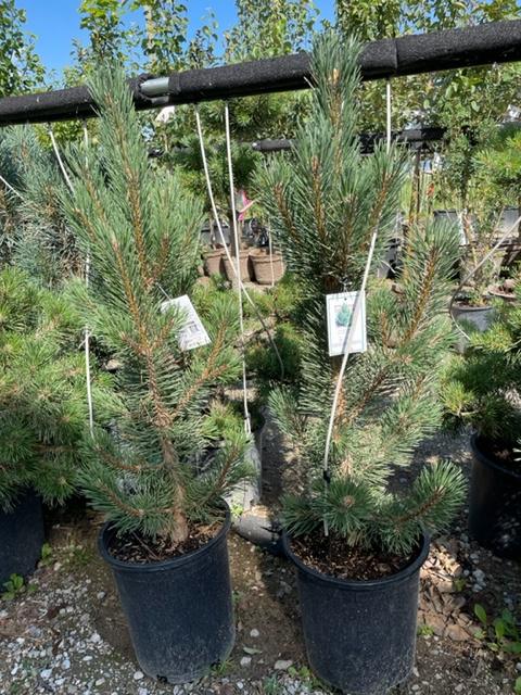 Tannenbaum Mugo Pine