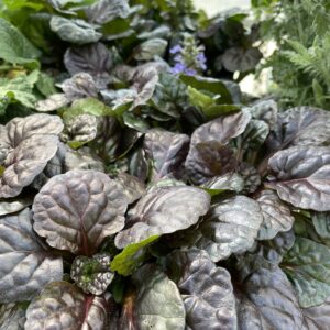 Ajuga Black Scallop