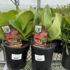 Bergenia Winter Glow