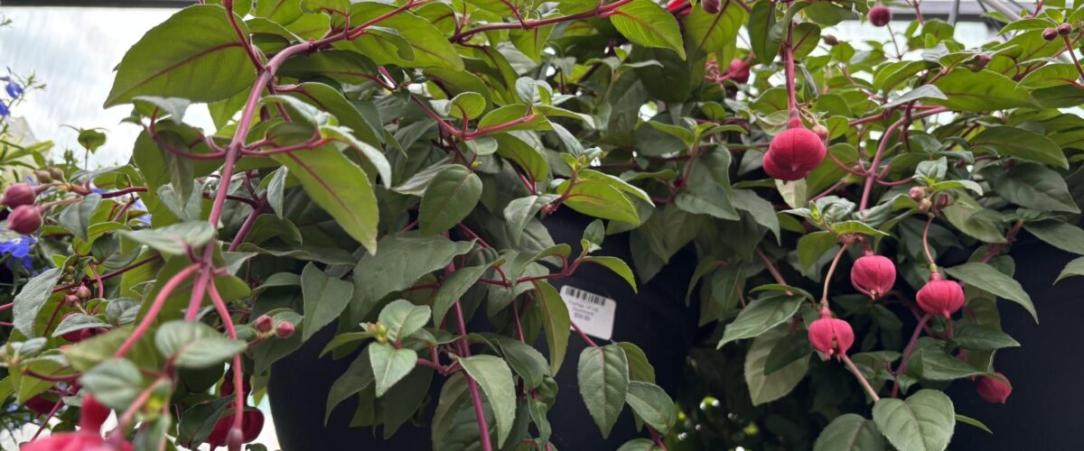Fuchsia Basket