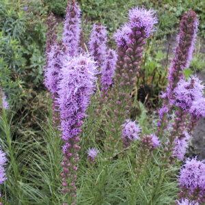 Liatris Purple Gayfeather