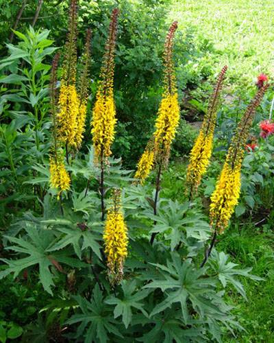 Ligularia Przewalskii