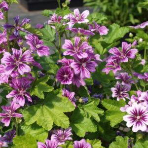 Malva Zebrina Mallow