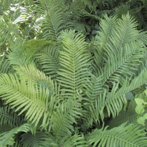 Matteuccia Native Ostrich Fern