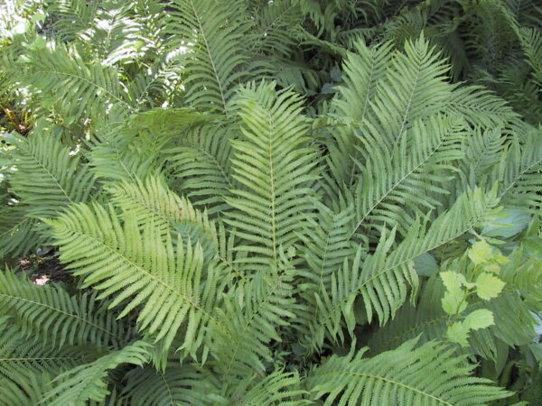 Matteuccia Native Ostrich Fern