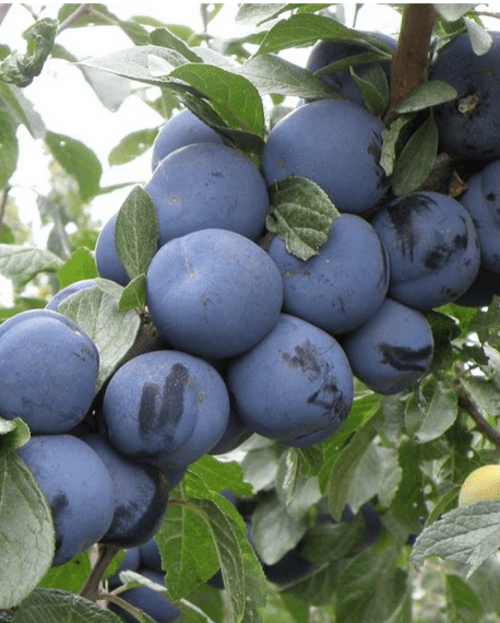 Mount Royal Plum