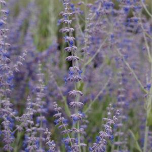 Perovskia Little Spire Russian Sage