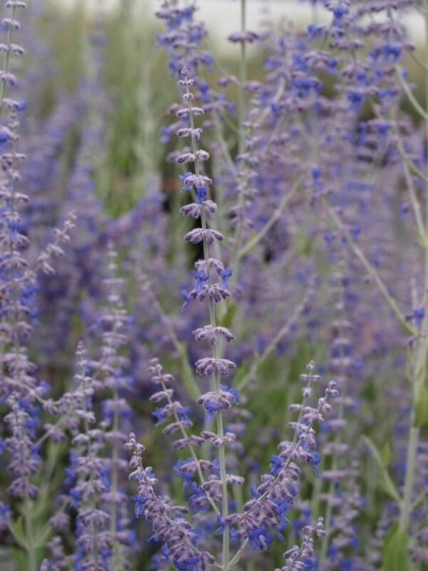 Perovskia Little Spire Russian Sage