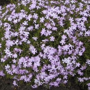 Phlox Emerald Blue Moss