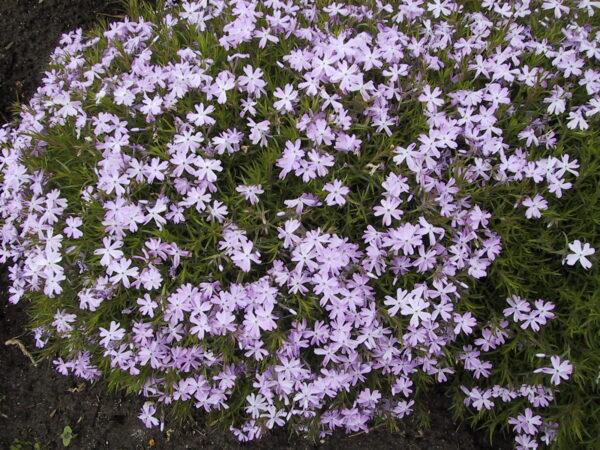 Phlox Emerald Blue Moss