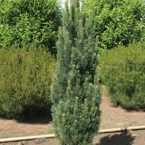 Columnar Scotch Pine