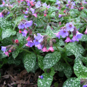 Pulmonaria Mrs Moon Lungwort