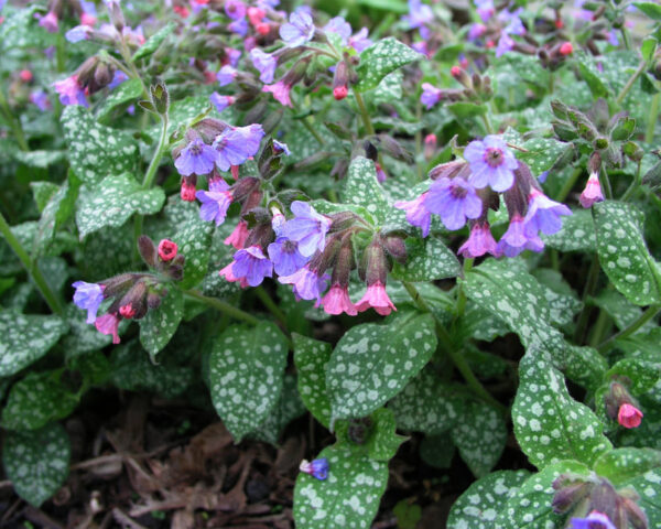 Pulmonaria Mrs Moon Lungwort