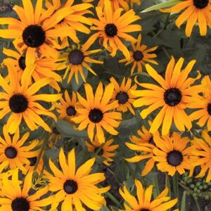 Rudbeckia Goldsturm Black Eyed Susan