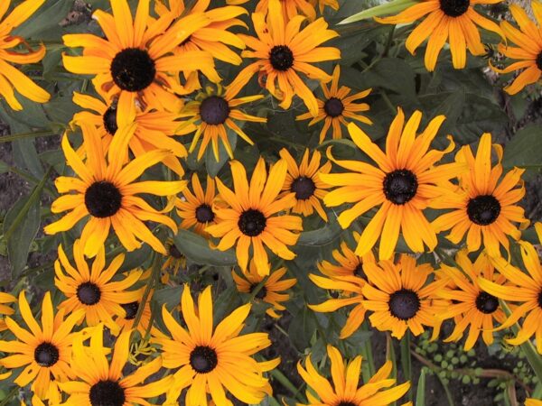 Rudbeckia Goldsturm Black Eyed Susan