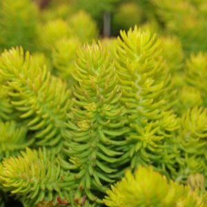 Sedum Angelina Stone Crop