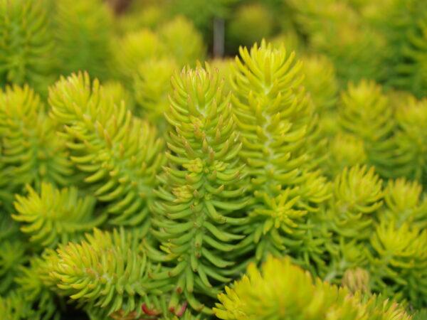 Sedum Angelina Stone Crop