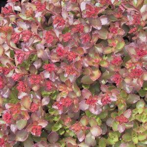 Sedum Dragons Blood Stone Crop