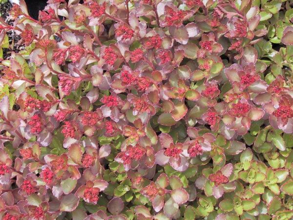 Sedum Dragons Blood Stone Crop