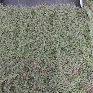 Thymus Woolly Thyme