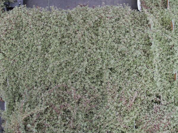 Thymus Woolly Thyme