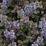 Ajuga Chocolate Chip