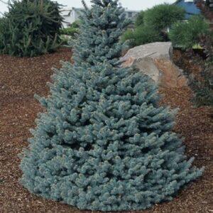 Baby Blue Eyes Spruce