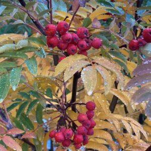 Black Hawk Mountain Ash