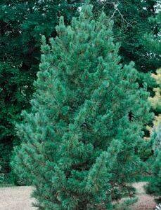 Blue Swiss Stone Pine