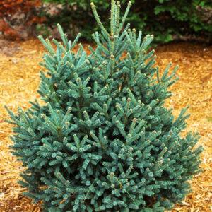 Blue Tear Drop Spruce