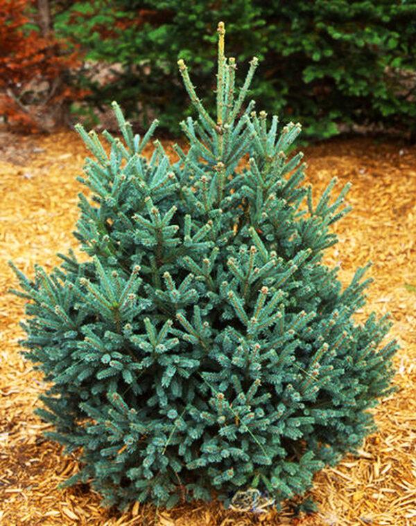 Blue Tear Drop Spruce