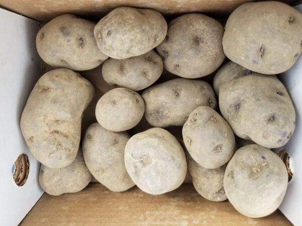 Russian Blue Potato