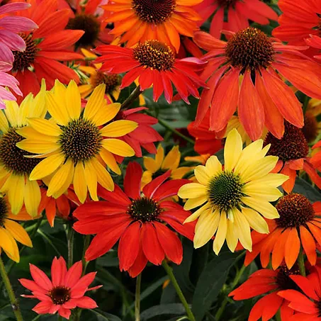Echinacea Cheyenne Sprit Coneflower