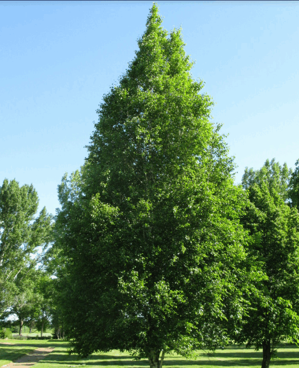 Chickadee Birch