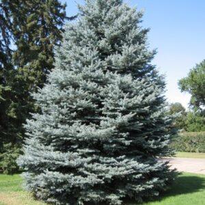 Colorado Spruce