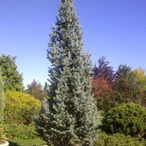 Columnar Blue Spruce