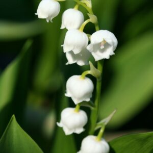 Convallaria Lily of the Valley
