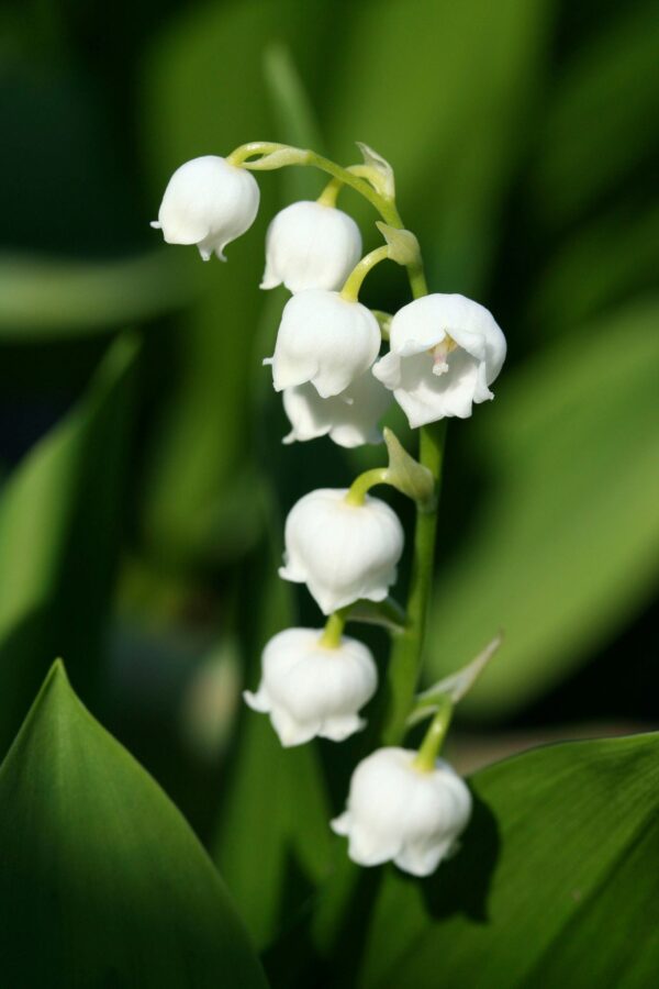 Convallaria Lily of the Valley