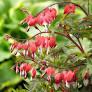 Dicentra Valentine Bleeding Heart